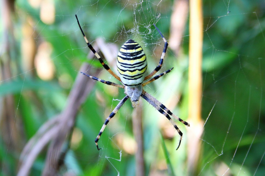 Argiope bruennichi